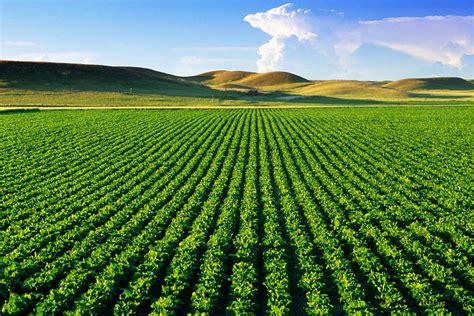 Agro Outsourcing Target: 10,000 Hectares in Kazakhstan | Financial Tribune