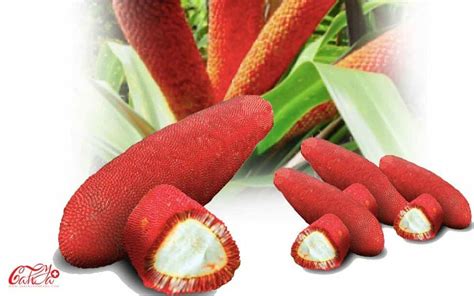 buah merah tanaman herbal  meningkatkan imunitas