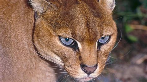 The golden cat wasn't photographed until 2002 (credit: Rod Williams ...