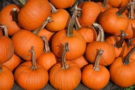 Pumpkins Pumpkin Patch Field - Free photo on Pixabay - Pixabay