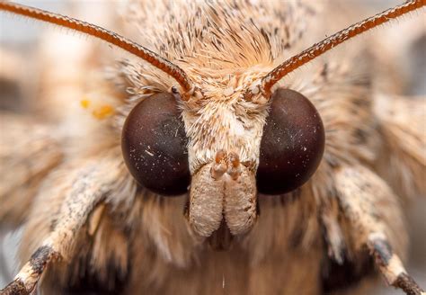 A stacked image portrait of a moth I took a couple of years back. : r/moths