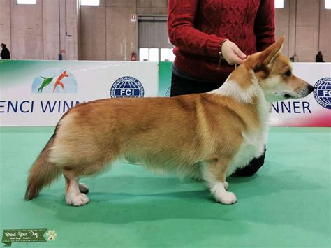Working and healthy Welsh Corgi Pembroke - Stud Dog in Fiuggi, United States | Breed Your Dog