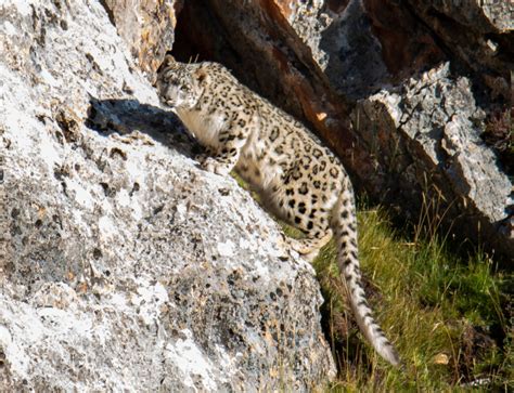 2021 Tibet Snow Leopard Expedition - The Land of Snows