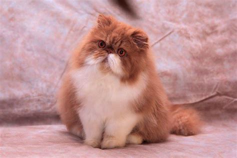 Персидский кот!