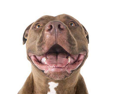 Woher Kommt Der Pitbull