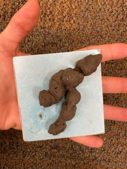 Lynx Poop