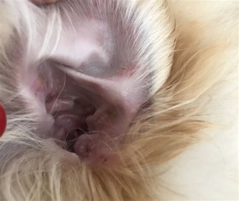 How Does A Puppy Get Puppy Strangles