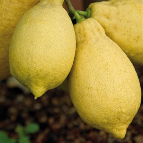 C. limon "Florentina" | Vivai Ghellere