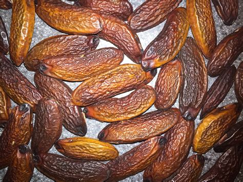 tonka beans mydnytblu
