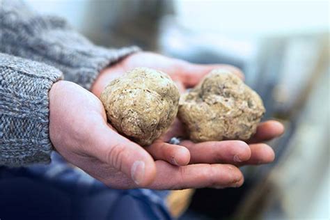 Белый трюфель: фото, описание, польза и вред, применение