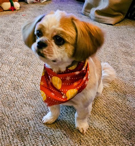 A surprising treatment was discovered at a local northeast vet