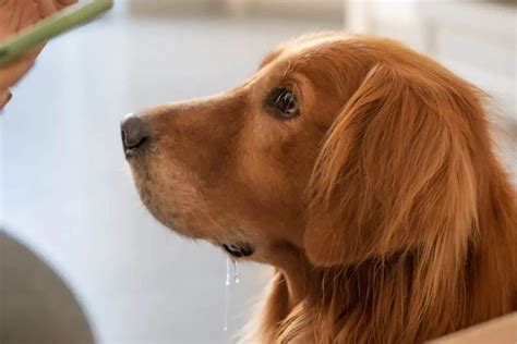 Chlorhexidin für Hunde: Anwendung, Wirkung & Alternativen