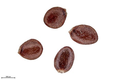 Cyanea pinnatifida - Seeds Of Hawaii