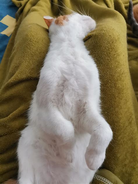Weird but funny positions to sleep : r/cute