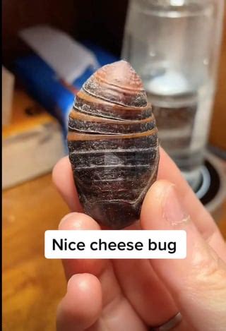 Forbidden cheese bug. : r/forbiddensnacks