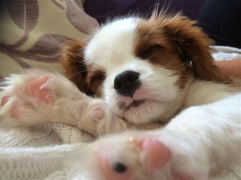 How Long Do Cavalier Puppies Sleep
