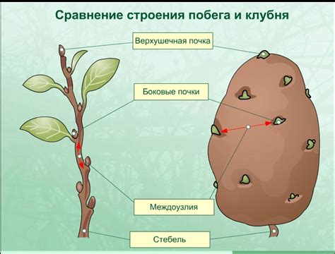 ГДЗ Биология 6 класс рабочая тетрадь (Линия Жизни) В.В.Пасечник. §45 ...