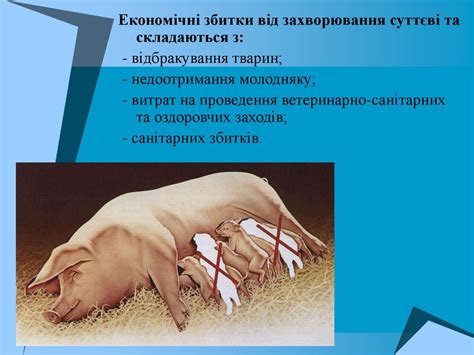 Бруцельоз - презентация онлайн