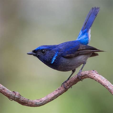 L'oiseau bleu | Colorful birds, Beautiful birds, Pretty birds