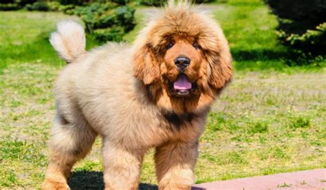 Tibetan Mastiff Health Issues: 5 Common Health Problems That Tibetan Mastiffs Are Prone To