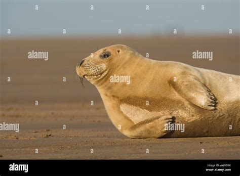 Atlantic Grey Seal pup Stock Photo - Alamy