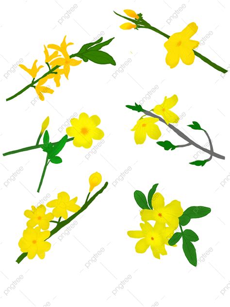 Yellow Jasmine Clipart PNG Images, Spring Flowers Yellow Jasmine Hand