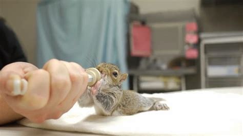 White Wolf : Baby Squirrel Feeding Time Is The Cutest Thing Ever (VIDEO)