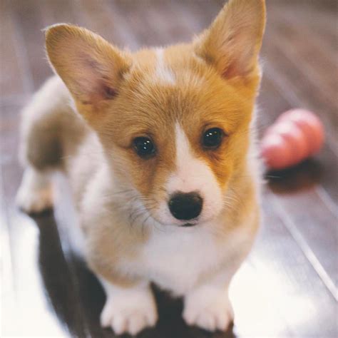 Cute Corgi Puppies