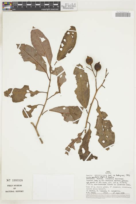 Otoba parvifolia | Rapid Reference | The Field Museum