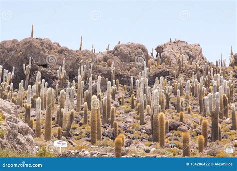 cactus  incahuasi island salar de uyuni bolivia stock photo image