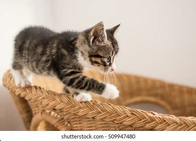 311 Treading cat Images, Stock Photos & Vectors | Shutterstock