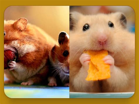 animating grid column  hover  css codehim