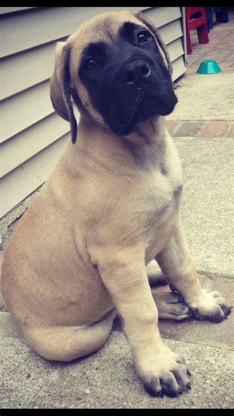 Mastiff Puppies | [+] CUTE PUPPIES