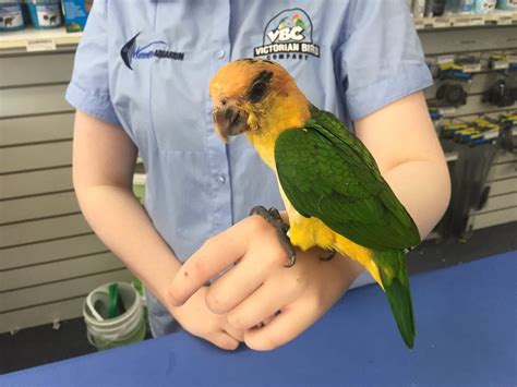Caique Parrot Melbourne | Hand Reared Babies | Caique Parrot for Sale