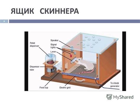 Презентация на тему: "БИХЕВИОРИЗМ Оперантное обусловливание ...