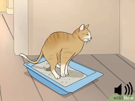 How to Identify Cat Stool Problems: 9 Steps (with Pictures)