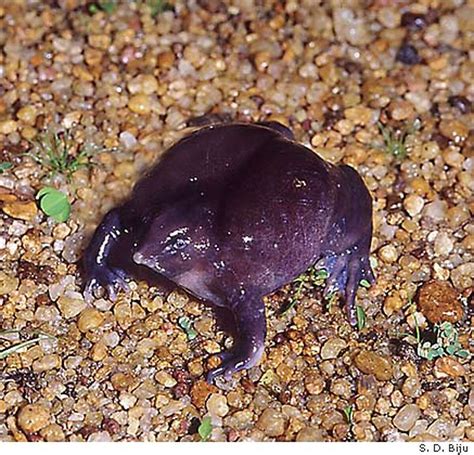 Bizarre burrowing purple frog found / Mysterious creature hails from ...