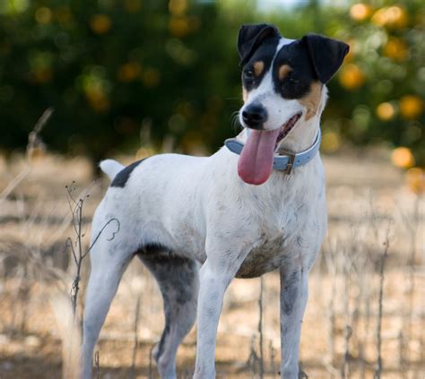 Happy Fox Terrier (Smooth) dog photo and wallpaper. Beautiful Happy Fox ...