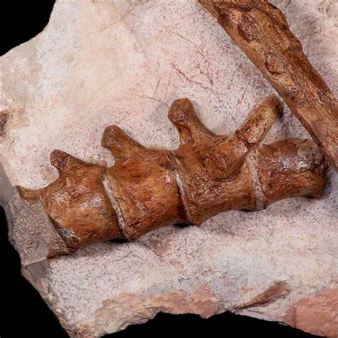 13" Polycotylid Plesiosaur Jaw and Vertebrae Fossil In Situ Cretaceous