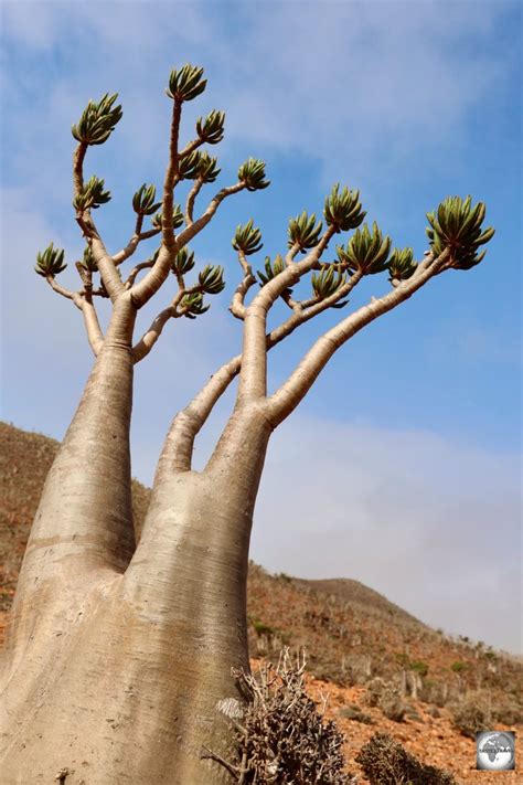 Socotra Travel Guide - taste2travel - Your Socotra Travel Guide!