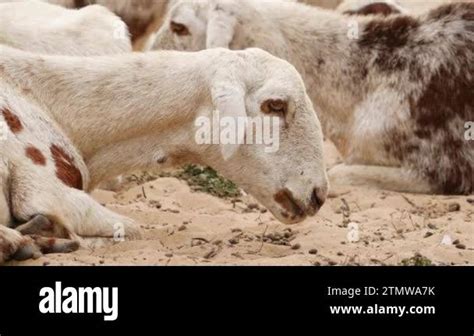 Zoomed in video of a goat chewing on something,goats behind it Stock ...