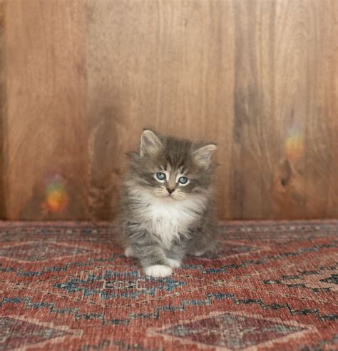 Gypsy Siberians