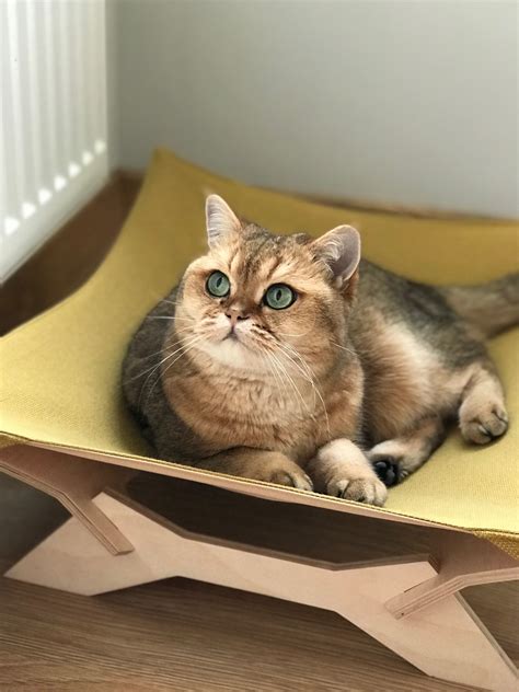 Гамак для кота | Unique items products, Cozy furniture, Pets