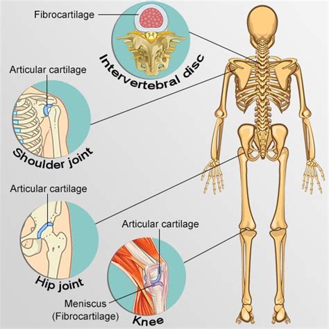 Your Guide to Understanding the Types of Cartilage in the Human Body ...