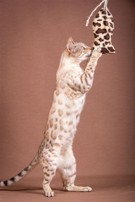 Bengalkatzen - Futter - Malu Bengal Katzenzucht
