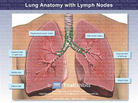 Lung Anatomy with Lymph Nodes - TrialQuest Inc.