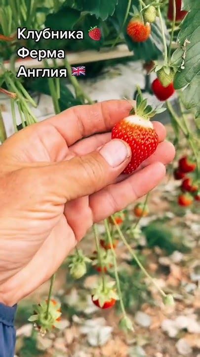 Сезонная работа в Англии сбор урожая клубники, Город Кентербери ...