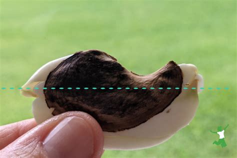 Grow a Mango Tree from the Pit! | Healthy Home Economist