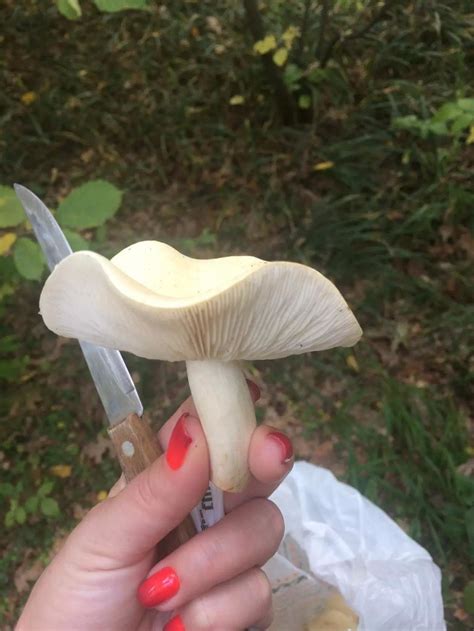 Рядовка белая (Tricholoma album) фото и описание