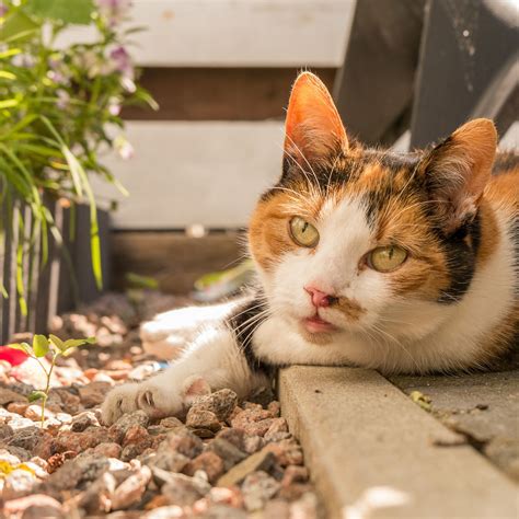 How to stop cats pooping in your garden in five easy…